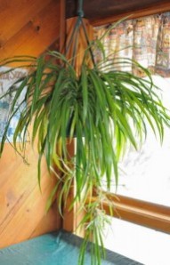 spider-plant_home_20090908_lah_0280