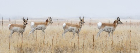 pronghorn-x4_blkfstco_20100307_lah_9534r-signed